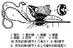 螫针