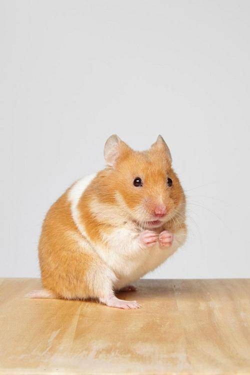 宠物仓鼠