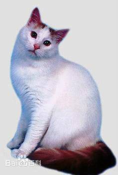 土耳其猫