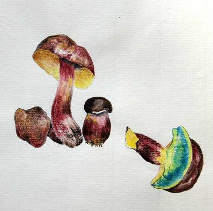 小美牛肝菌