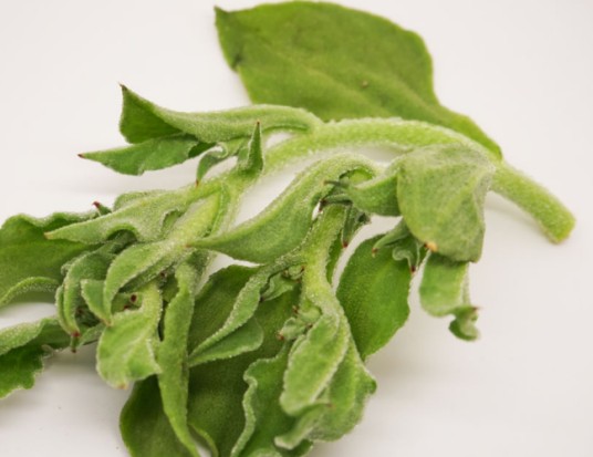 根茎冰草