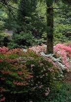 花木选择