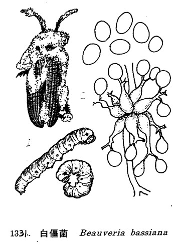 生物农药