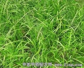 茅草箭