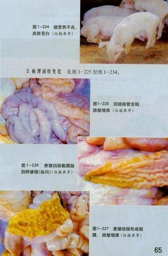猪增生性肠炎