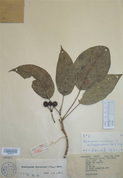 大果树参