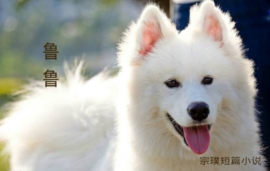 鲁鲁（宗璞所著短篇小说）