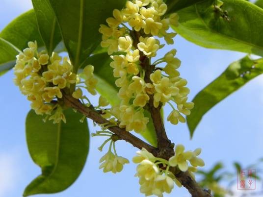 新都桂花会