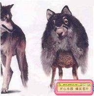 假病毒（一种逆转录病毒）