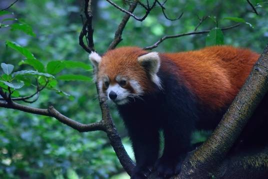 中华小熊猫