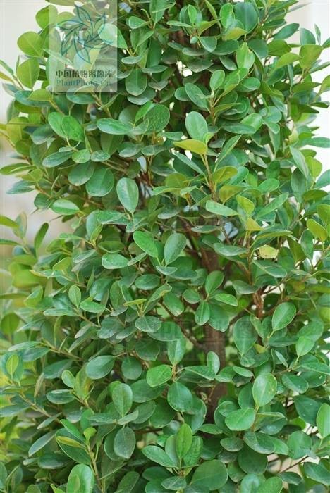 大青树（桑科榕属植物）