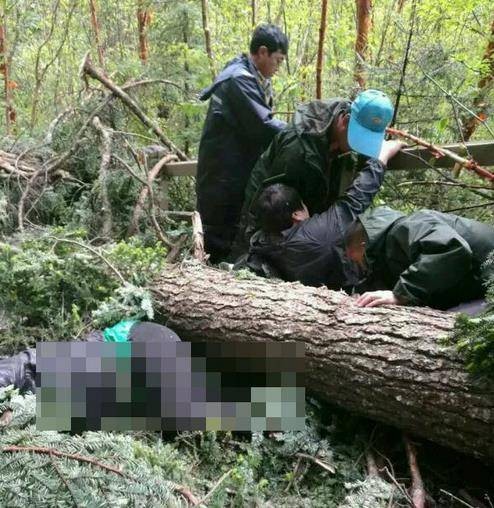 6·4九寨沟大树吹倒事件