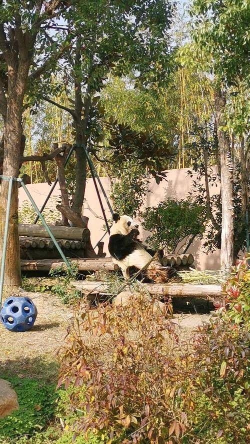 熊猫主题乐园