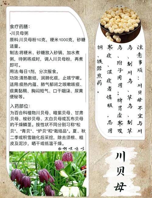 贝母（化痰止咳的中药）