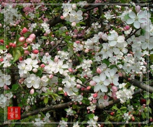 茶海棠（蔷薇科苹果属植物）