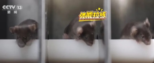 太空鼠