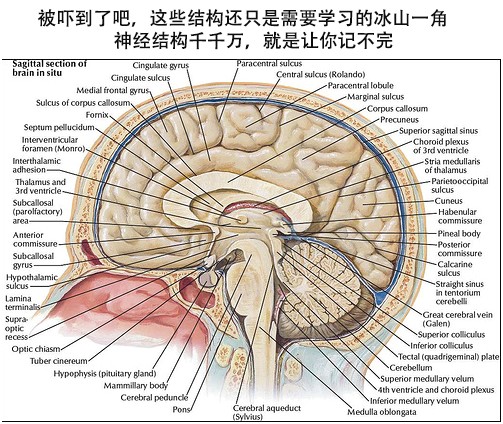 神经科