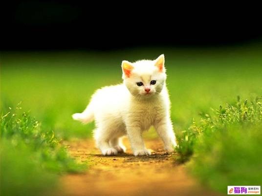 乳黄色波斯猫