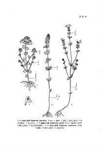 东北小米草