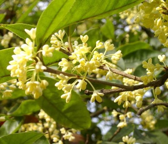 岩桂（桂花的别名）