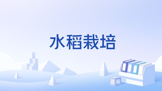 水稻栽培（农技术语）