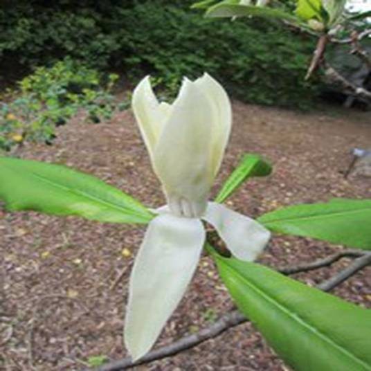 Magnolia obovata