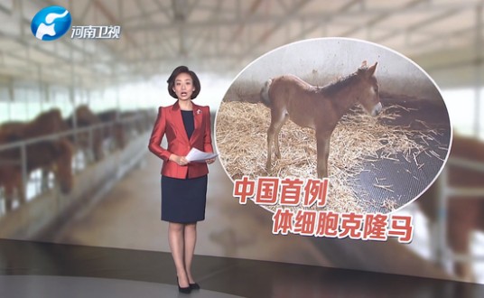 克隆马