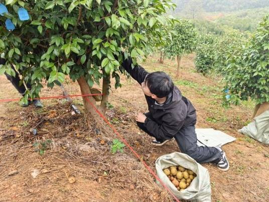 德油2号(油茶新品种)