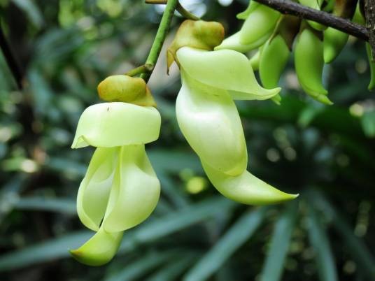 麻雀花