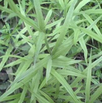 井栏边草