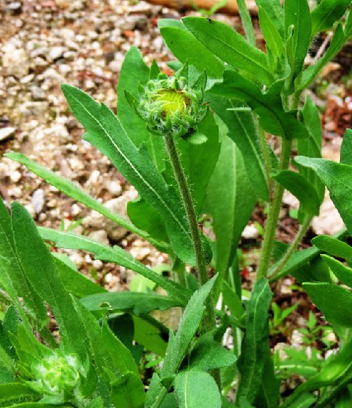 毛连菜（中药）
