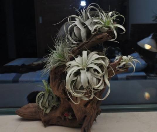 气生植物