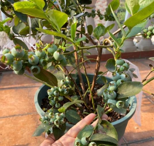 蓝莓盆栽