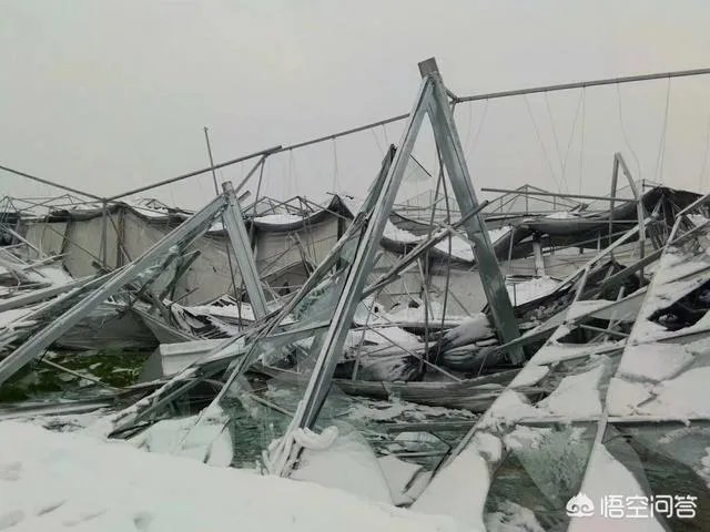 如何看待2018年的第一场暴雪,将安徽一农民的大棚压垮,损失200多万元?