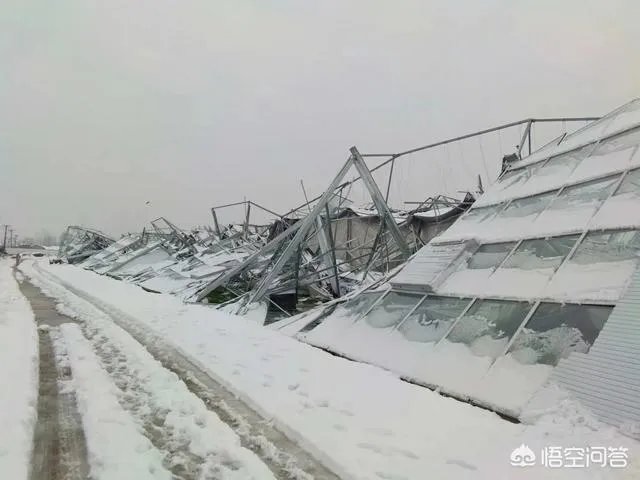 如何看待2018年的第一场暴雪,将安徽一农民的大棚压垮,损失200多万元?