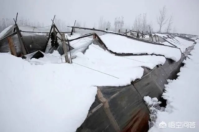 如何看待2018年的第一场暴雪,将安徽一农民的大棚压垮,损失200多万元?