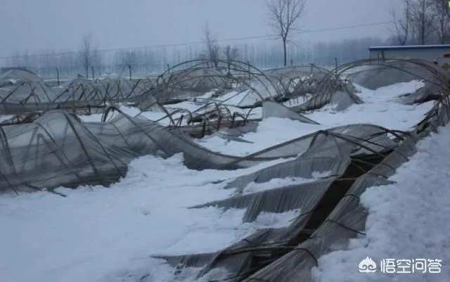 如何看待2018年的第一场暴雪,将安徽一农民的大棚压垮,损失200多万元?