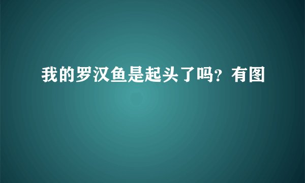 我的罗汉鱼是起头了吗？有图