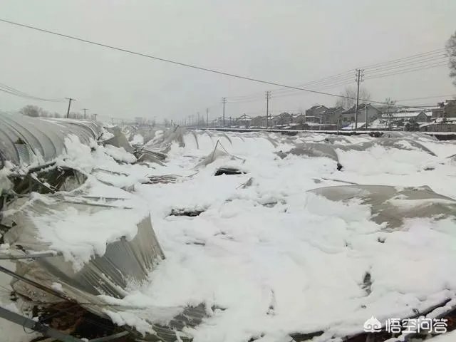 如何看待2018年的第一场暴雪,将安徽一农民的大棚压垮,损失200多万元?