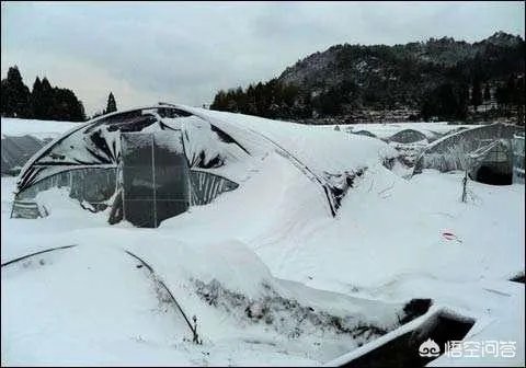如何看待2018年的第一场暴雪,将安徽一农民的大棚压垮,损失200多万元?