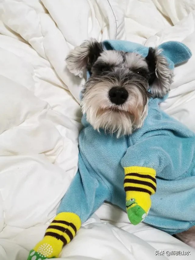 为什么很多养过雪纳瑞的人,都不愿意再养其他的狗呢?
