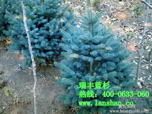 哪有蓝色的树?