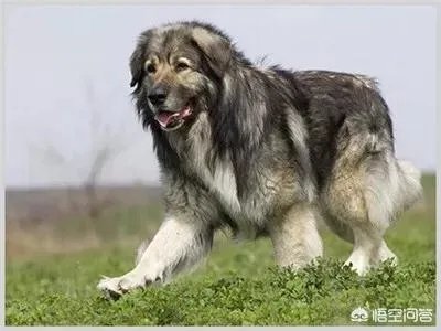 怎么区分比特犬、杜高犬和卡斯特牧羊犬？