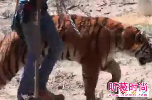 男子作死挑逗老虎:下一秒悲剧（组图）