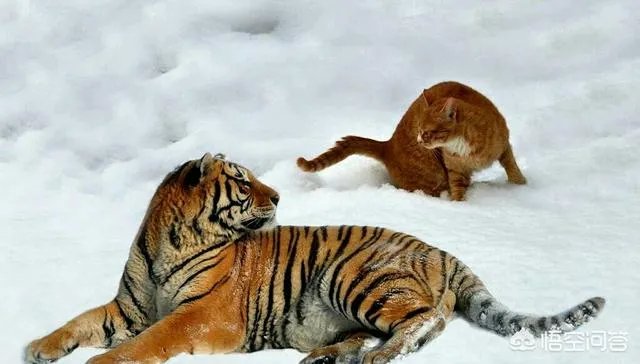 小猫死了拿去挂树被别的猫看见了有什么忌讳吗?