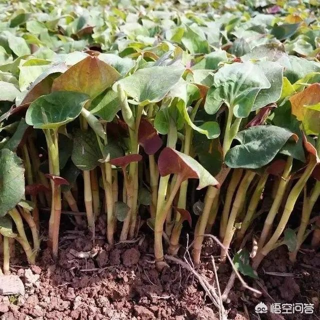 农村田野很多野菜都冒出了头,什么野菜是这个时节比较好采又好吃的?