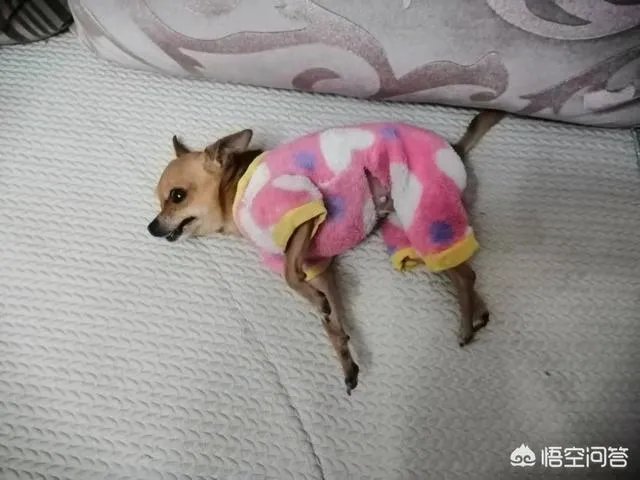 为什么我家狗狗每次突然见到主人我,都会尿失禁?