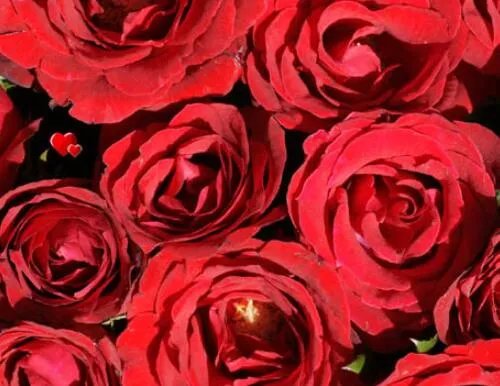 999朵玫瑰花代表什么 玫瑰花送几朵代表什么