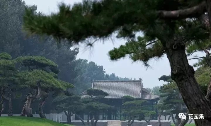 造型松,无奇不自由!气质庭院必备元素