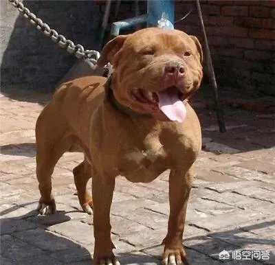 怎么区分比特犬、杜高犬和卡斯特牧羊犬？